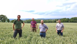 Could blending wheat varieties help reduce risk on your farm?